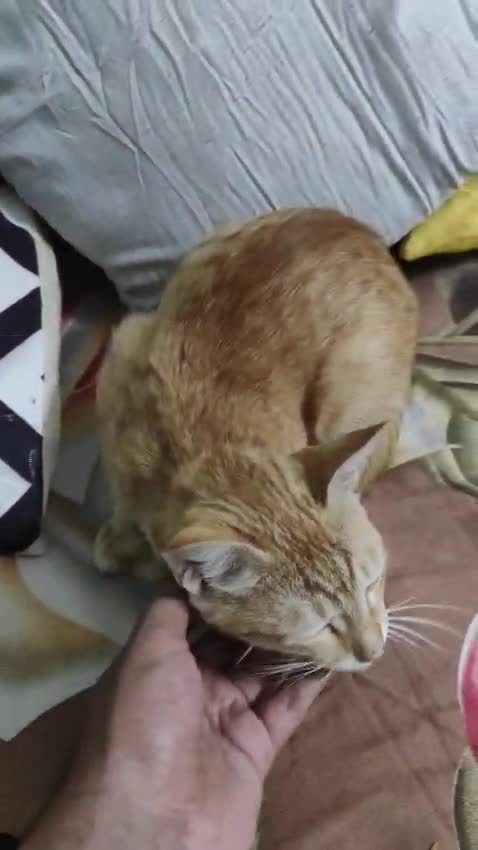 An orange cat being petted on a bed